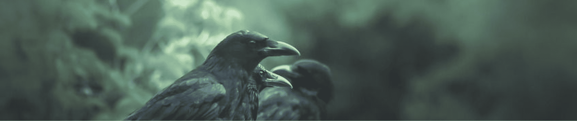 Crow illustration header